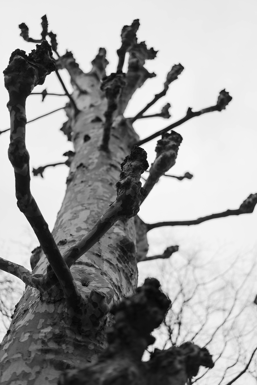 Tree in the Jardin du Luxembourg
