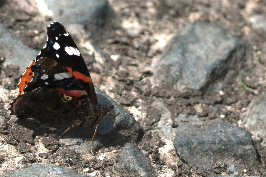 A butterfly in Paris
