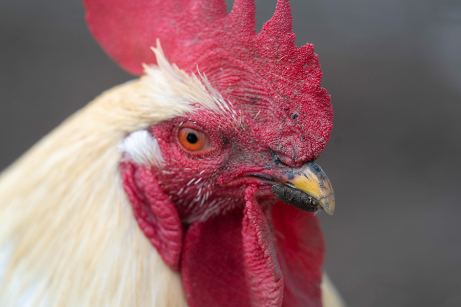 A German Rooster