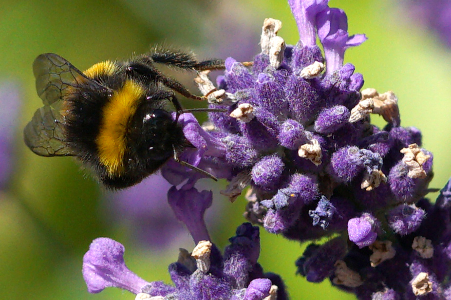 Bee over Lavender