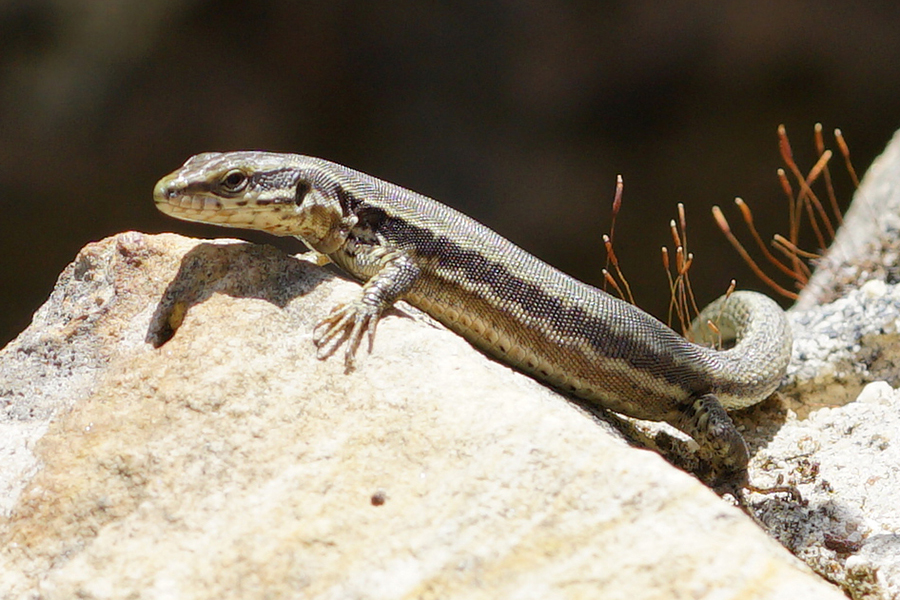 A lizard on the lookout