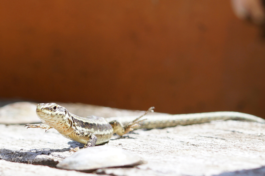 A lizard in the sun