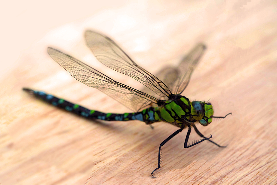 Dragonfly
