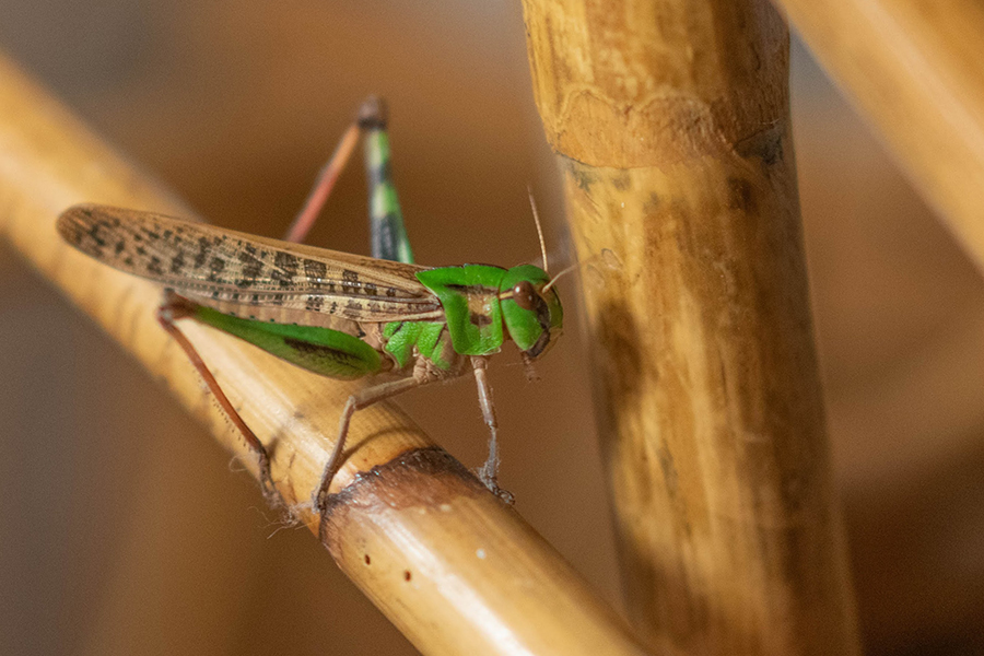 Grasshopper